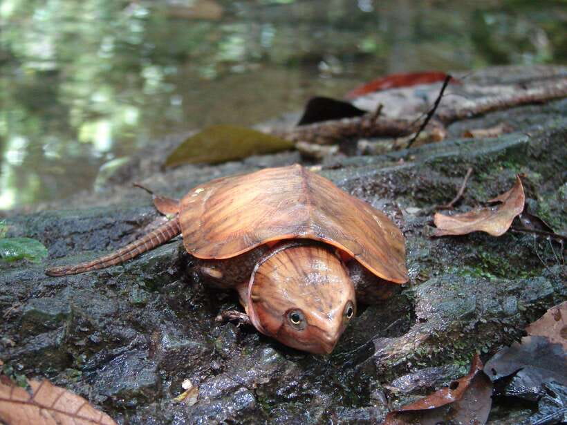 Cuc Phuong National Park Adventure: Nature Tour in 1 Day - Endangered Primate Rescue Center