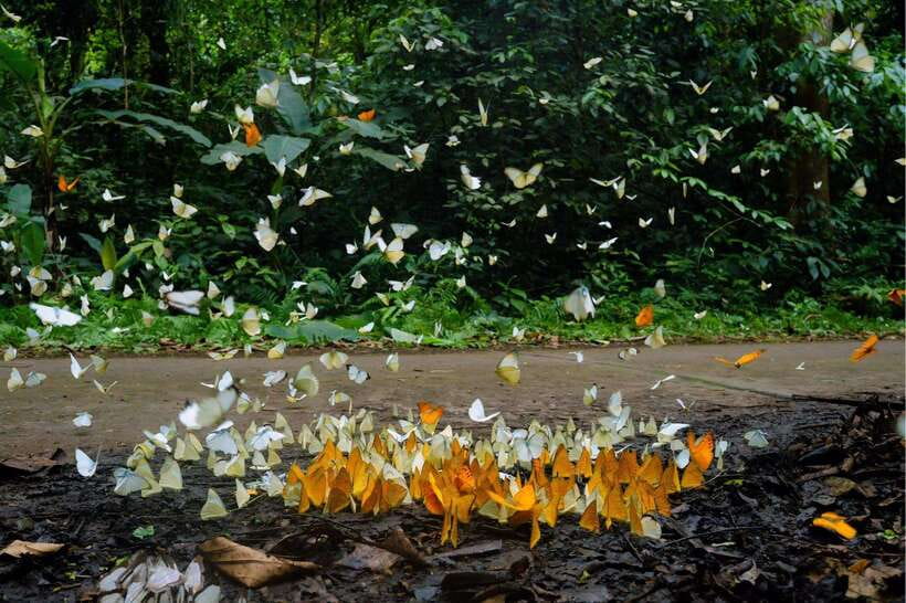 Cuc Phuong National Park Adventure: Nature Tour in 1 Day - Trekking Options