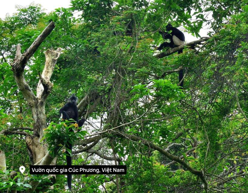 Cuc Phuong National Park Adventure: Nature Tour in 1 Day - Participant Restrictions and Preparation