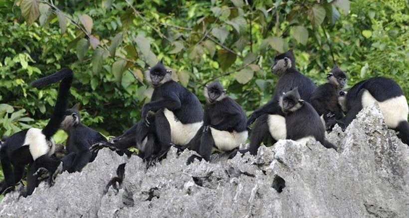 Cuc Phuong National Park Adventure: Nature Tour in 1 Day - Frequently Asked Questions