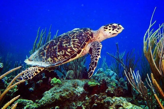 Culebra Snorkel and Beach Tour With Lunch and Drinks - Accessibility and Restrictions