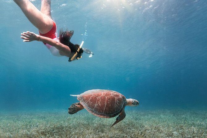 Culebra Snorkel and Turtle Adventure with Transport - Key Points