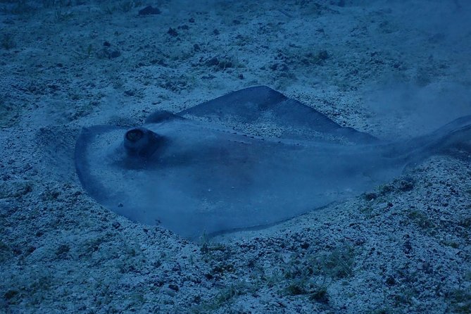 Culebra Snorkeling Day Experience - Tour Logistics