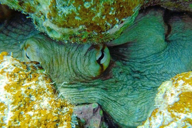 Culebra Snorkeling Day Experience - Cancellation Policy