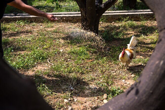 Culinary Agristory in Vathis - Kalymnos - A Deep Dive into the Culinary Agristory Experience