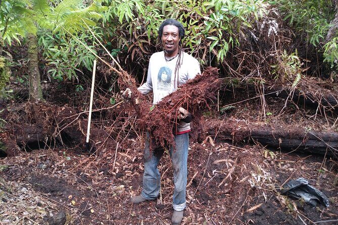 Cultivate Hapuu Ferns with Citrus Tea in the Hawaiian Rainforest - Exploring the Itinerary in Detail