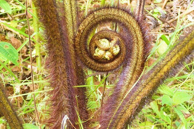Cultivate Hapuu Ferns with Citrus Tea in the Hawaiian Rainforest - Practical Considerations