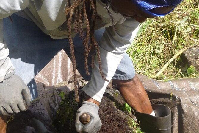 Cultivate Hapuu Ferns with Citrus Tea in the Hawaiian Rainforest - Summary: Who Should Consider This Tour?