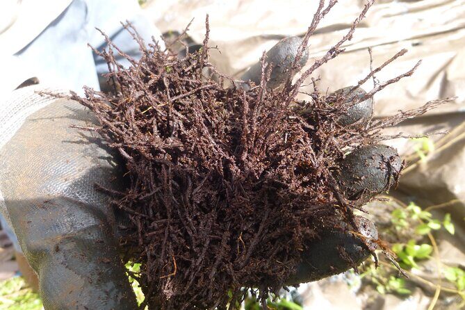 Cultivate Hapuu Ferns with Citrus Tea in the Hawaiian Rainforest - FAQs