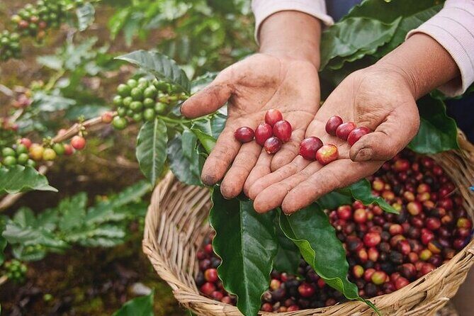 Cultural Immersion in Cacao and Coffee in the Southern Sierra of Oaxaca - Key Points