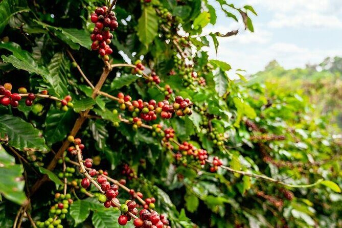 Cultural Immersion in Cacao and Coffee in the Southern Sierra of Oaxaca - A Detailed Look at the Tour Experience