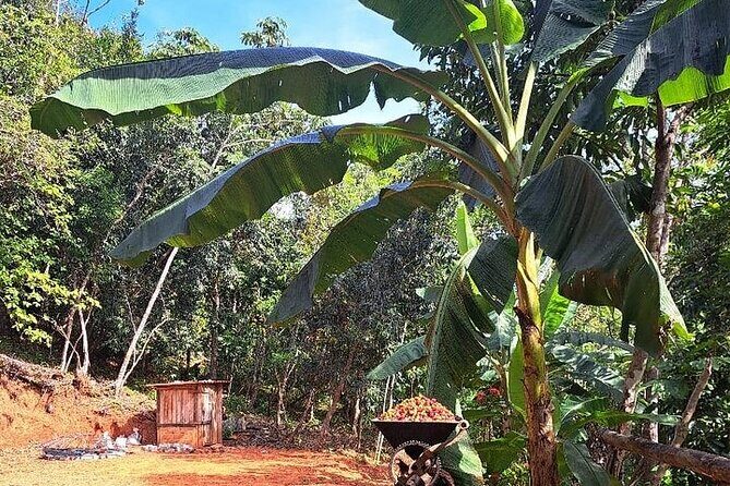 Cultural Immersion in Cacao and Coffee in the Southern Sierra of Oaxaca - Who Will Love This Tour?