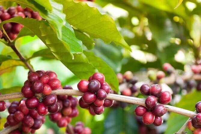 Cultural Immersion in Cacao and Coffee in the Southern Sierra of Oaxaca - The Sum Up