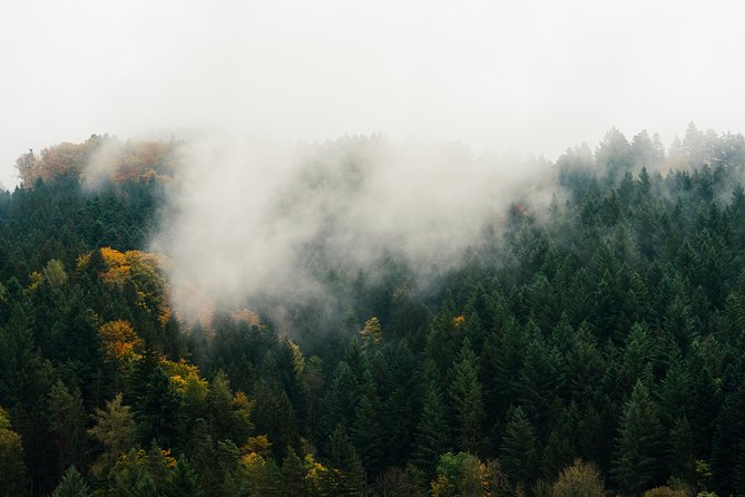 Culture and Traditions Hike Through the Black Forest With a Local - Legends of the Black Forest