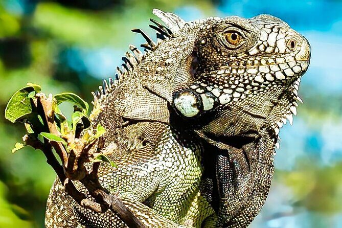 Curaçao: Affordable totally Customizable Private Tour :) - Practical Details and Considerations