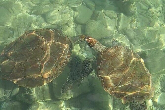 Curaçao ClearBoat Snorkel Tour Daaibooi, Porto Marie & Cas Abao - The Value and Who Should Consider This Tour