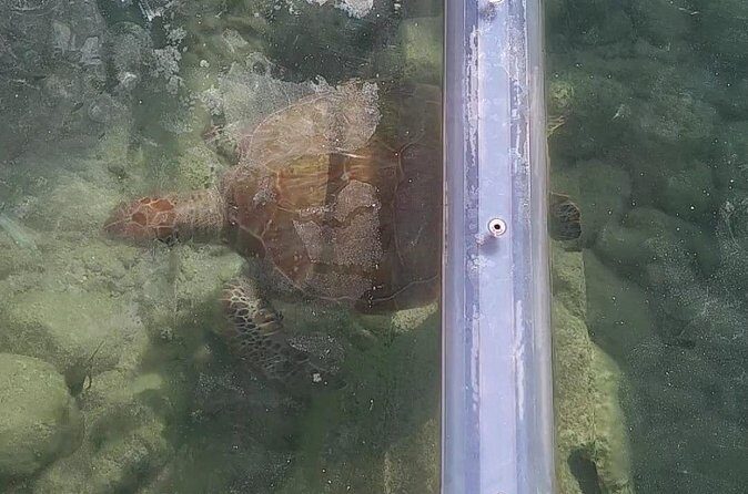 Curaçao ClearBoat Snorkel Tour Daaibooi, Porto Marie & Cas Abao - Final Thoughts: Who Will Love This Tour?