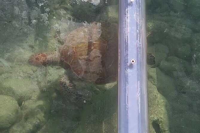 Curaçao ClearBoat Snorkel Tour Daaibooi, Porto Marie & Cas Abao - Frequently Asked Questions