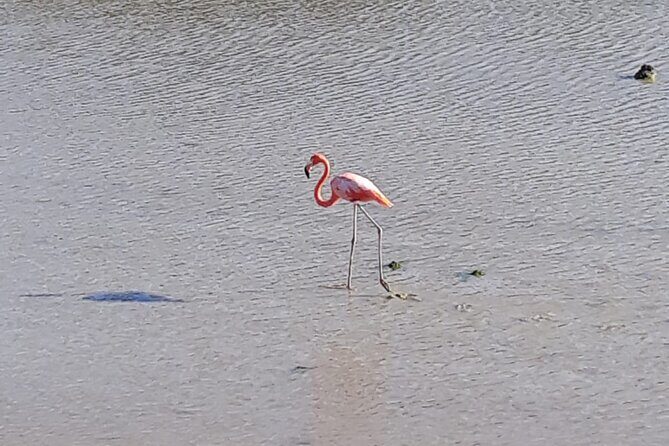 Curacao Sea Turtle Swim and West Side Natural Highlights - Santa Martha Bay: Breathtaking Panoramas