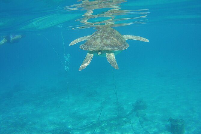 Curacao Sea Turtle Swim and West Side Natural Highlights - The Experience: Pros and Cons