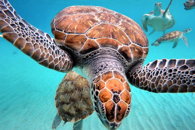 Curacao: Swimming With Sea Turtles and Grote Knip Beach Tour - Reviews