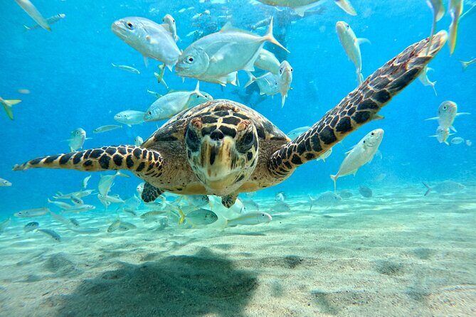 Curacao: Swimming with Sea Turtles meets Sea turtle beach - The Sum Up: Is This Tour Worth It?