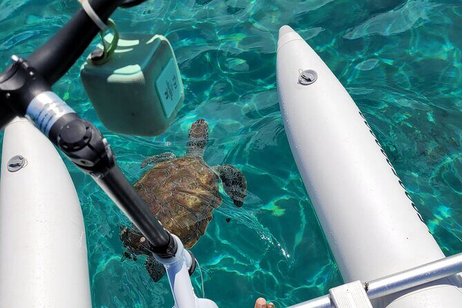 Curaçao: Waterbike Experience & Swim with Turtles Adventure - Key Points