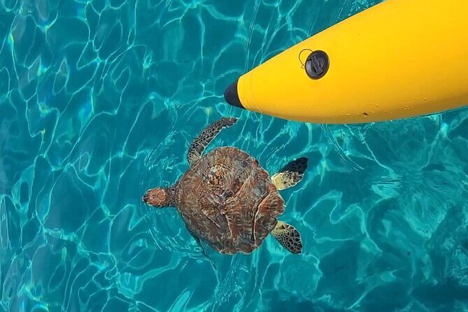 Curaçao: Waterbike Experience & Swim with Turtles Adventure - Why We Think Waterbikes Curaçao Offers a Great Marine Experience