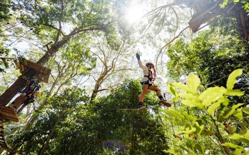 Currumbin: Treetop Challenge Adventure Park - An Overview of the Experience