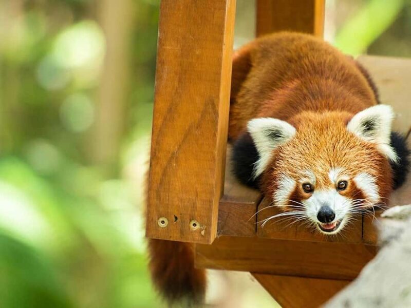 Currumbin Wildlife Sanctuary & TreeTop Challenge Combo - Who Should Consider This Tour?