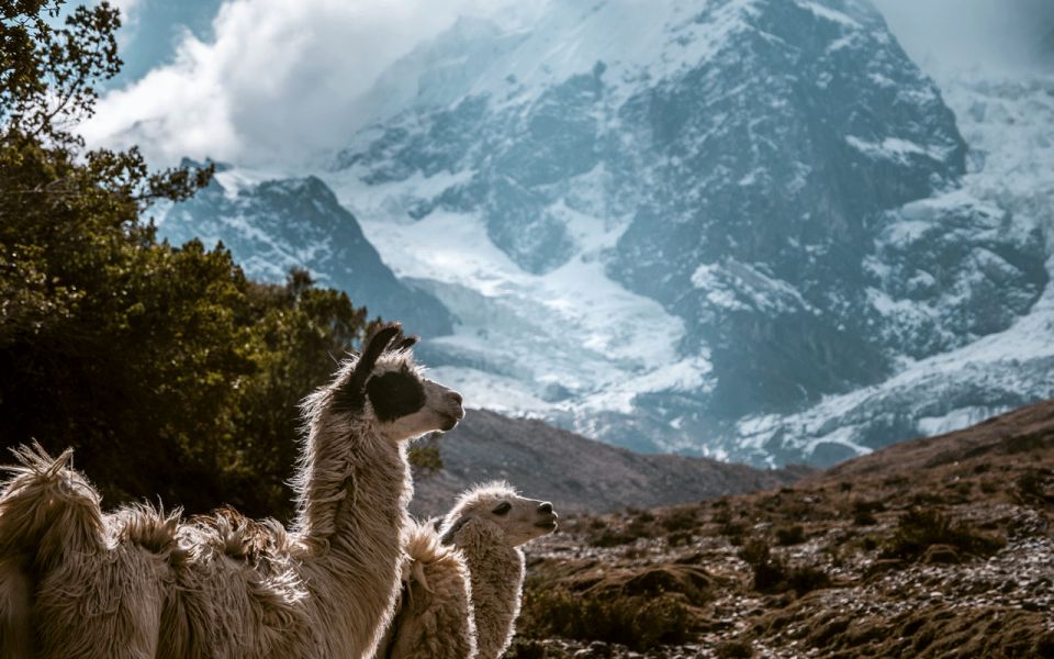 Cusco: 5-Day Guided Trek to Machu Picchu With Mule and Tent - Suitability and Considerations