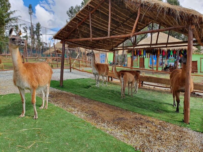 Cusco: Alpaca and Llama Farm Tour W/ Transfer & Weaving Demo - Key Points