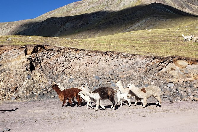 Cusco: Alpaca and Llama Farm Tour With Transfer & Weaving Demo - Educational Aspects of the Tour
