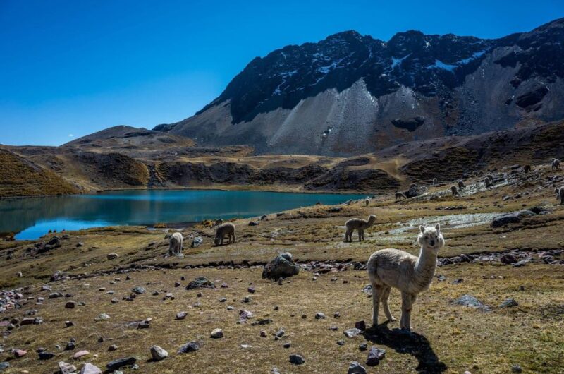 Cusco: Excursion to Ausangate 7 Lakes + Lunch - Essential Inclusions