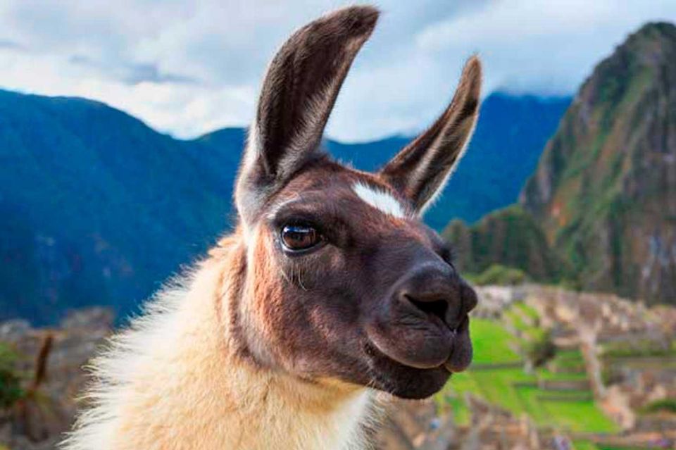 Cusco Magical Cusco in Private 6D | 3 Star Hotel | - Included Services