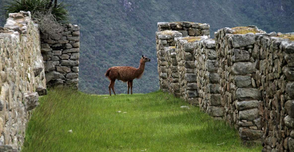 Cusco: Salkantay Trek 4 Days 3 Nights to Machu Picchu & Meals - Highlights of the Salkantay Trek