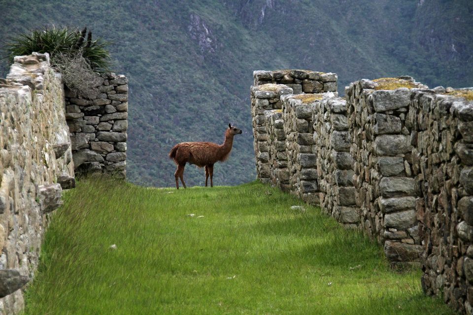 Cusco: Salkantay Trek 4 Days 3 Nights to Machu Picchu & Meals - Detailed Itinerary