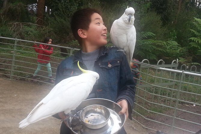 Custom Private Day Tour Melbourne to all surrounding areas for up to 11 people - The Full Experience: A Deep Dive into the Tour