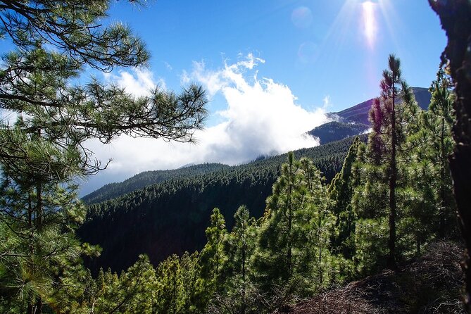 Custom Private Full-Day Tour Into the Heart of Tenerife - Reviews and Feedback