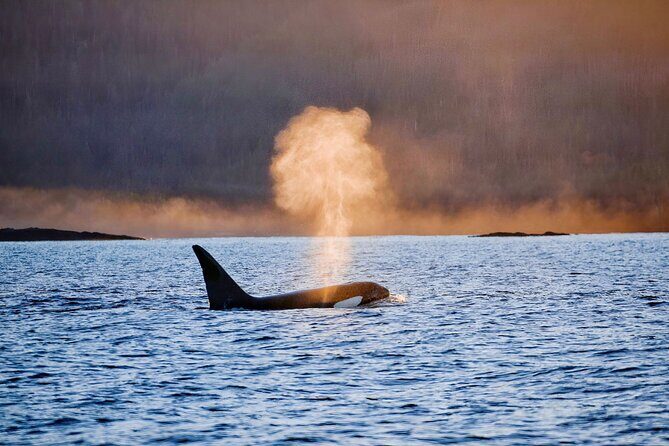 Customizable Private Wildlife Tour - Key Points