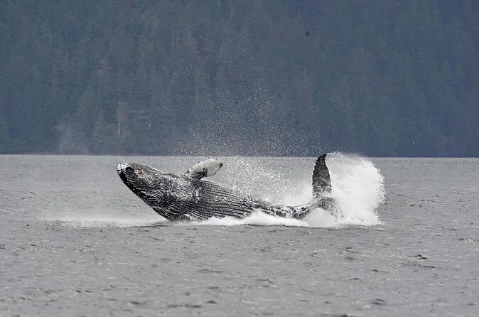 Customizable Private Wildlife Tour - What to Expect from the Private Wildlife Tour in Sitka
