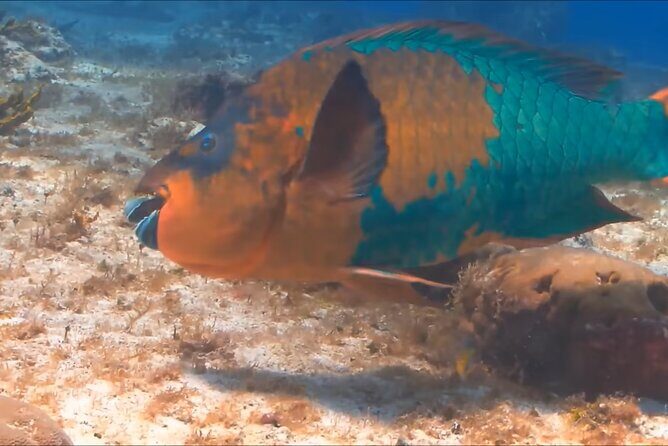 Customize Snorkeling with Option shopping Lunch & Stop local food - In The Sum Up: Is This Tour Worth It?