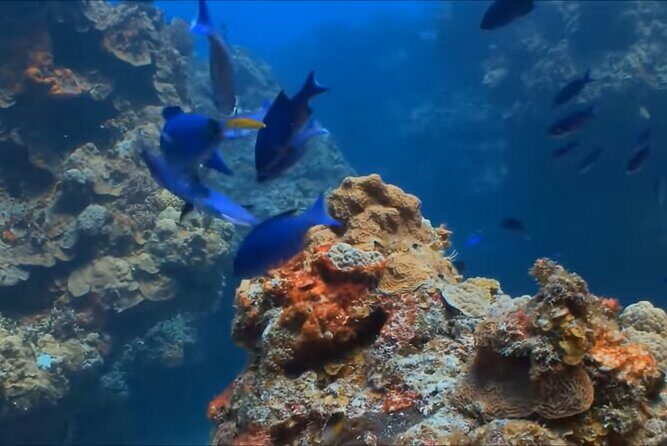 Customize Snorkeling with Option shopping Lunch & Stop local food - FAQ