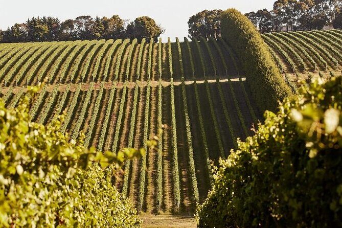 Customized private winery day tour in Mornington Peninsula at your own choices - Why Choose This Private Winery Tour?