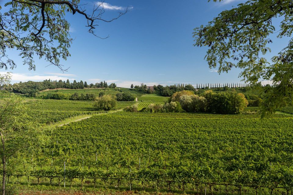 Custoza: Organic Wine Tasting With Vineyard and Cellar Tour - Wine Tasting Highlights