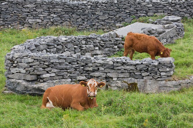 Cycling on Inisheer Island, Aran Islands. Self Guided. Full Day. - What Is the Experience Like?