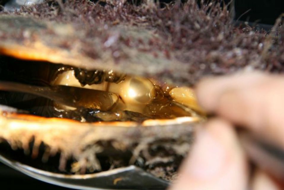 Cygnet Bay Pearl Farm Behind-the-Scenes Tour & Live Harvest - Experience Description
