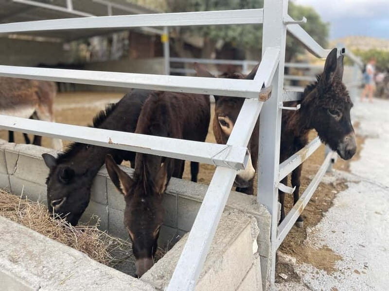 Cypriot Traditions and Donkey Adventures - Key Points