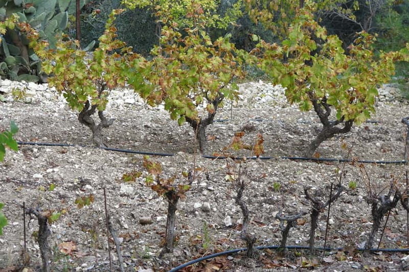 Cyprus: Troodos Mountain Food & Wine Tasting Tour with Lunch - A Closer Look at the Experience