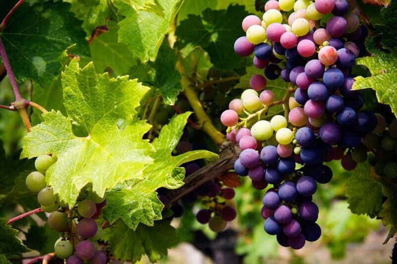 Cyprus: Troodos Mountain Wine Tour with a Local - Key Points